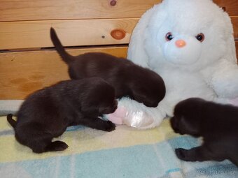 Labradorský retrívr štěně - 7