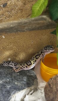 Gekončík noční s vybavením-KLUK - 7