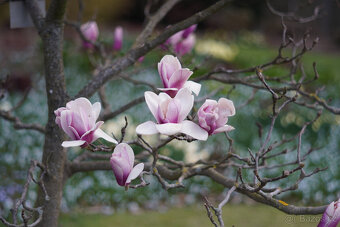 Objektiv Super-Takumar 105/2.8 Asahi Pentax - 7