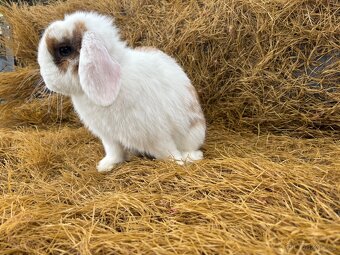 Mini lop zakrslí beránci - 7