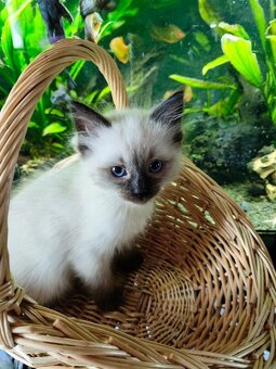 Ragdoll koťátka bez PP - 7