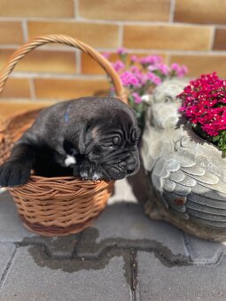 Cane Corso - 7