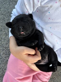 Labradorský retrívr s PP - 7