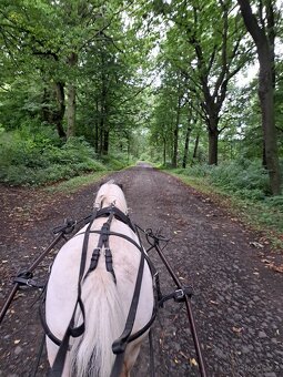 Úžasná pony kobylka - 7