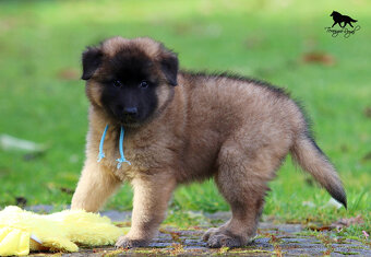 Belgický ovčák Tervueren - pejsek s PP - k odběru - 7