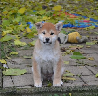 Shiba inu s PP /FCI / - 7