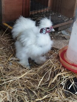 Kohouti hedvábničky - 7