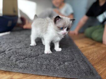 Ragdoll koťata koucourci - 7