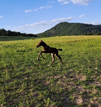 Roční klisna - 7