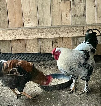 Kohout domácí - 7