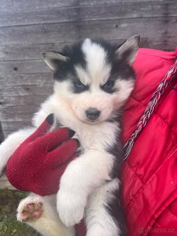 🐾 Čistokrevná modrooká štěňátka Sibiřský Husky (wooly) - 7