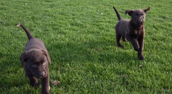 Labradorsky retrivr čistokrevný - 7