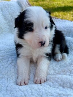 Štěňata border kolie bez PP - 7