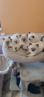 Ragdoll kotatka - 7