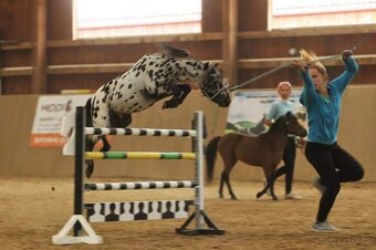 Prodám tříletou klisnu minihorse - 7