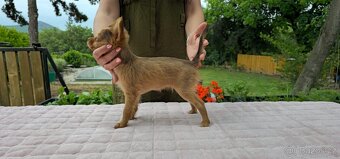 Rusky toy dlouhosrsty/civava/ prazsky krysarik - 7