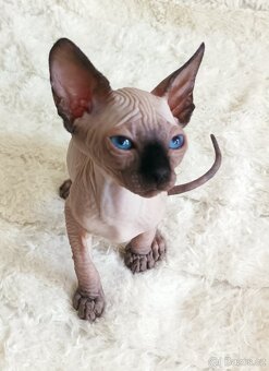 Kanadský sphynx - 7