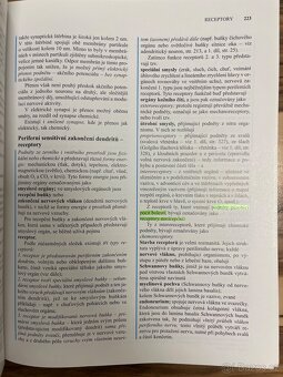 Anatomie 3 - Čihák - 7
