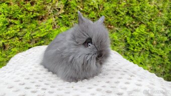 Zakrslý králík, králíček-(TEDDY)-OLAF,OLIVER,OLINA - 7