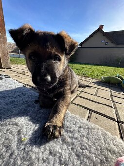 Německý ovčák - štěňatas PP - 7