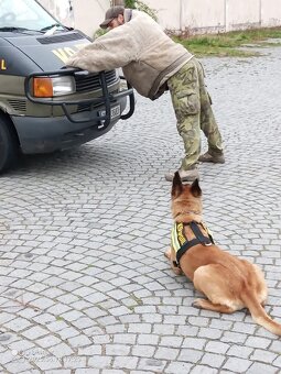 Belgického ovčáka - 7