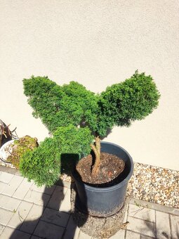 Tvarovaný strom, bonsai, niwaki, yamadori - 7