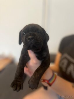 Štěně cane corso - 7