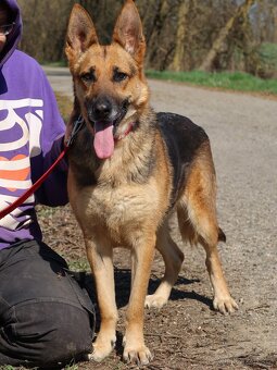 Roxy hledá domov - 7