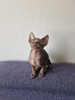 Kanadský sphynx bez PP - kluk - 7