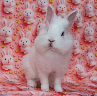 Zakrslý králíček krátkouchý sameček rex LT modrá očka. - 7