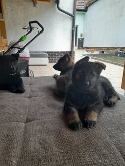 prodám štěně Německého ovčáka s PP - 7