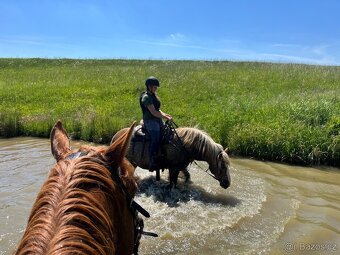 Prodám Valacha ČT, 7 let - 7