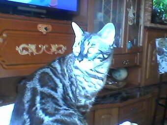 Bengálský kocourek s PP - 7