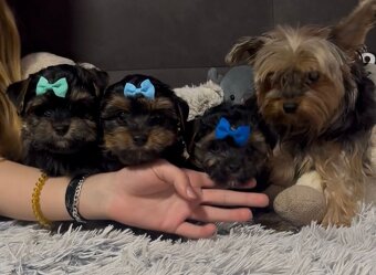 Jorkšírský teriér - 7