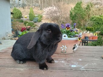 Zakrslý beránek kluk - 7