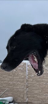 Středoasijský pastevecký pes - SAO - 7