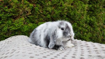 Zakrslý beránek, králíček, králík - MARIUS - 7