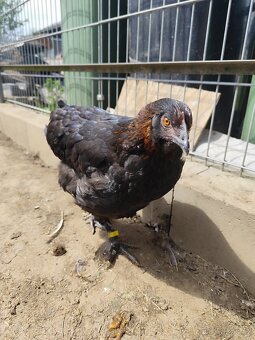 Slepice marans na čoko vejce - 7