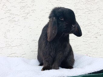 Volná samička - Anglický Zakrslý Beránek MiniLop🍑 - 7