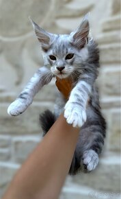 Maine Coon s PP kocour Mainská mývalí kočka - 7