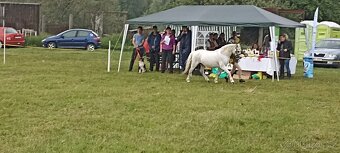 Prodej pony s TOP povahou - 7