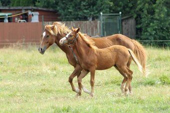 Hříbě sportovní pony - 7