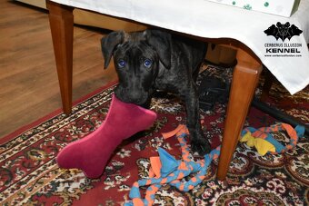 Uruguayský Cimarron s PP - 7