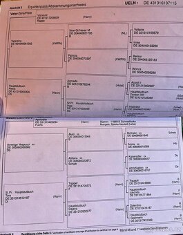 Krásná kobylka do chovu - 7