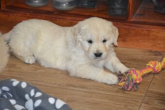 Zlatý retrívr - holčičky - 7