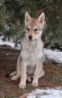 Československý vlčák s PP, fenka - 7