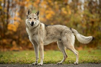 Československý vlčák s PP - 7