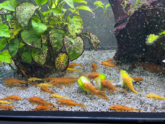 Ancistrus sp. super red - 7