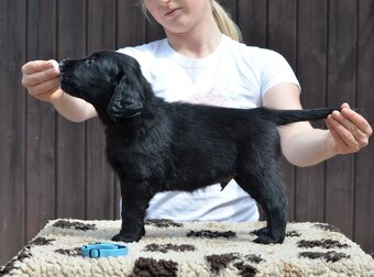 Flat coated retriever - 2 psi a 1 fenka s PP - 7
