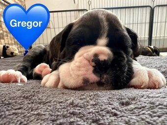 Štěňata německého boxera - 7